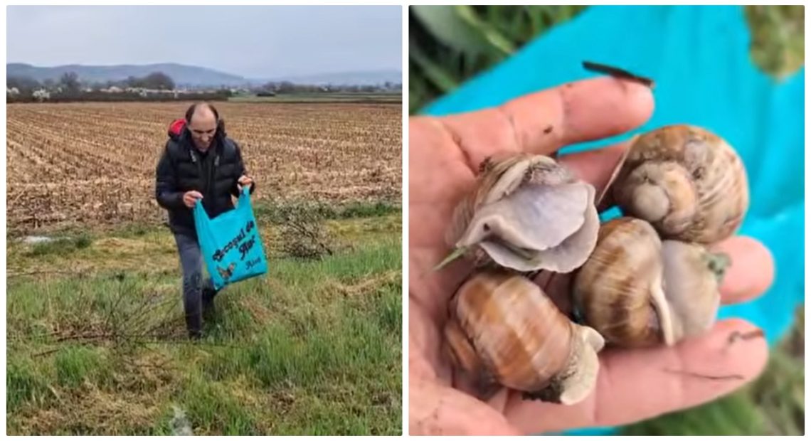 Strânsul melcilor, sursă de venit pentru un bărbat din Aiud: Câți bani câștigă zilnic și câte kilograme adună